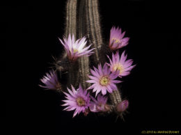 Echinocereus schmollii 767